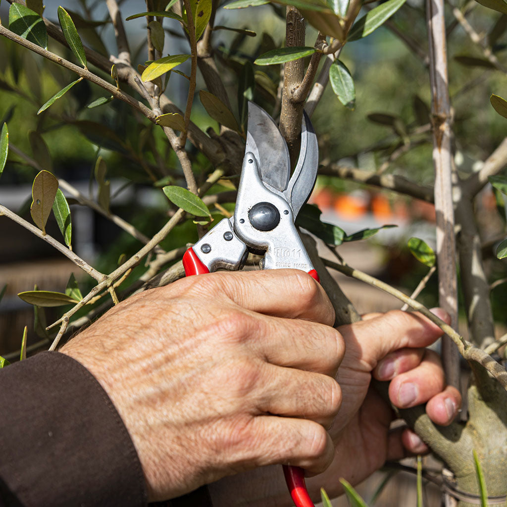 Felco F11 Pruning Shears - in use