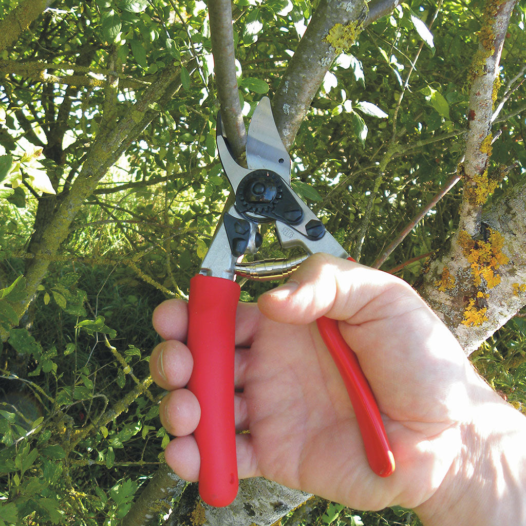 Felco F12 Pruning Shears - in use