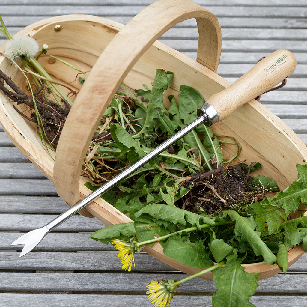 Dandelion Weeder by Burgon & Ball - in garden