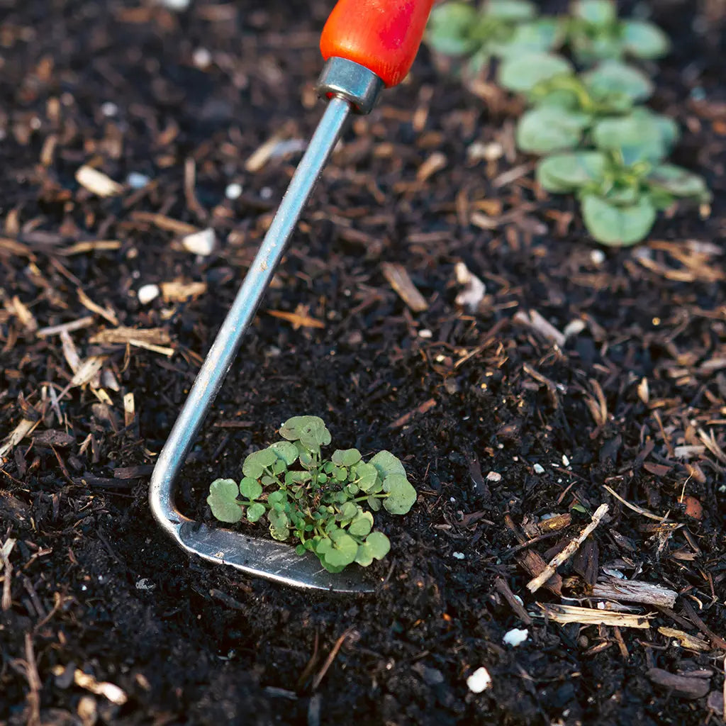 Cape Cod Weeder by Felco - weeding