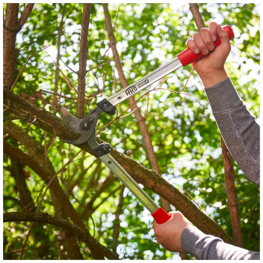 Loppers F-211 by Felco in use