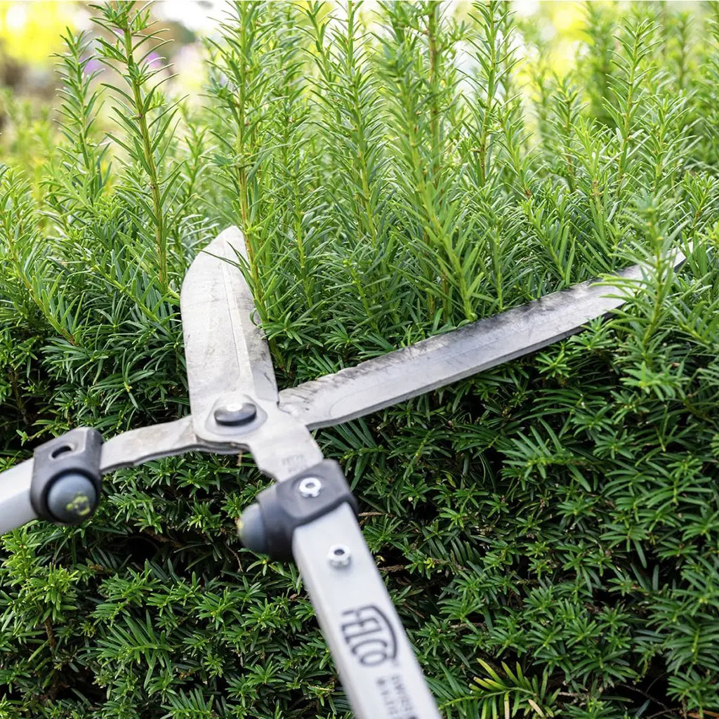 Hedge Shears F-250 by Felco in use