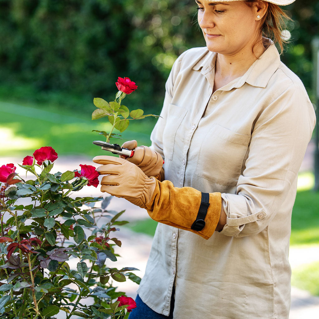 Felco Rose Gloves - woman pruning roses