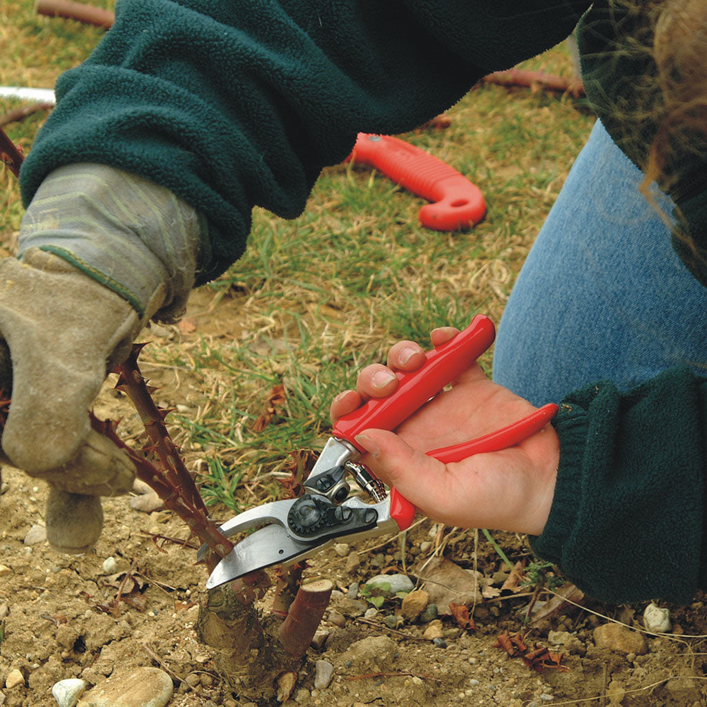 Felco F100 Cut N Hold Rose Pruning Shears - in use