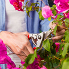 Felco F14 Small Hands Pruning Shears - in use