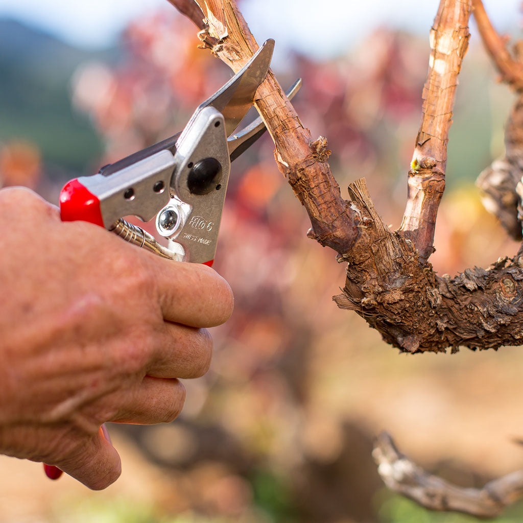 Felco F6 Pruning Shears - in use