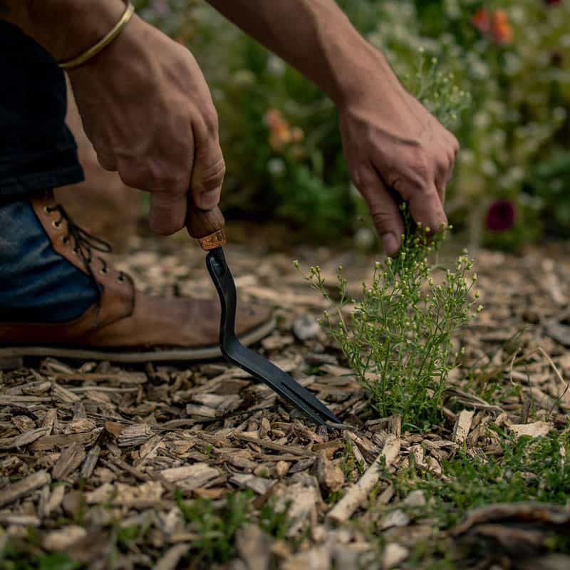 Dandelion Weeding Fork by Barebones - in use