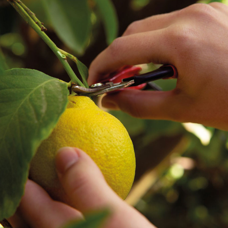 Picking & Trimming Snips F320 by Felco - in use