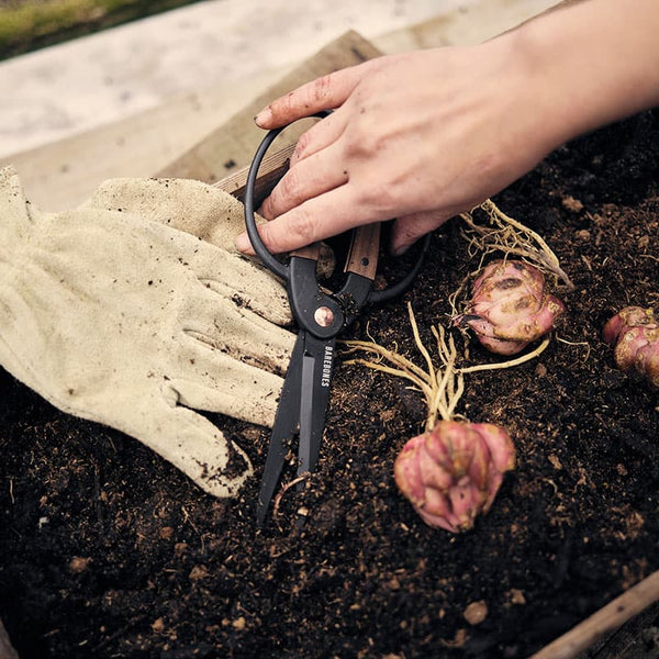 Large Garden Scissors by Barebones - in use in the garden 