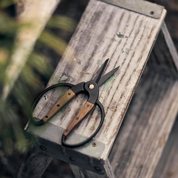 Small Garden Scissors by Barebones - on ladder