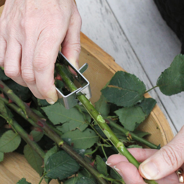 Rose Thorn Remover, Metal Rose Pricker Remover Rose Leaf Stem Stripper Tool  Garden Stripping Tool for Gardening Flower Arrangement - Yahoo Shopping