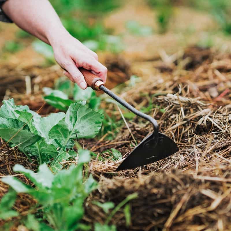 Triangle Garden Hoe by Barebones - in use in garden 