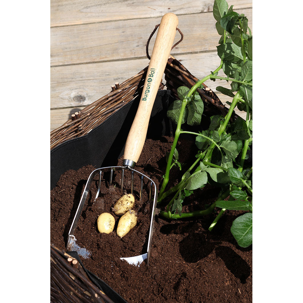 Potato Harvesting Scoop by Burgon & Ball in use