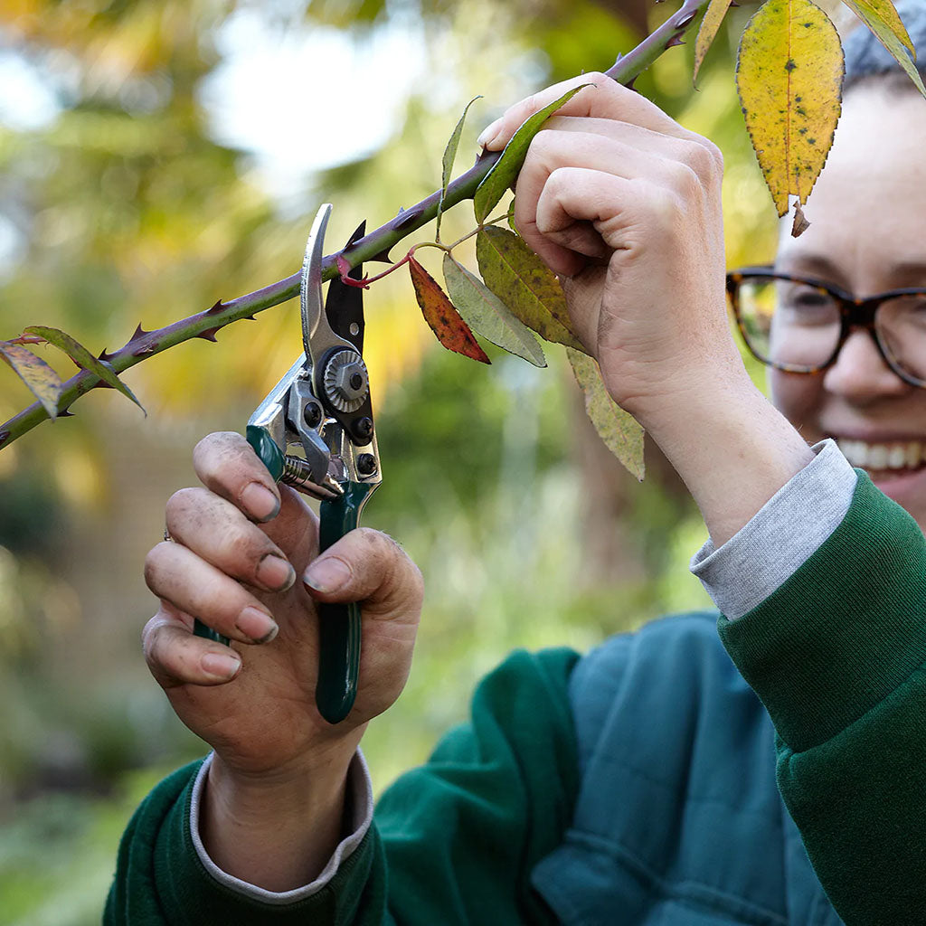 Small Pocket Pruner by Burgon & Ball in use.